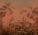 Emerald - Misty Mountain 333472